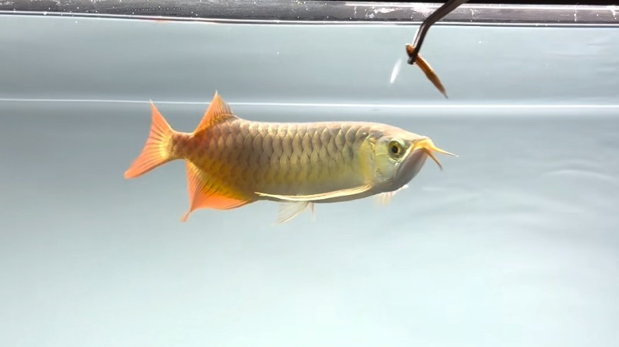 28cm的白玉紅龍魚小魚 28cm的白玉紅龍魚小魚